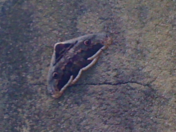 Le sol et papillon rare