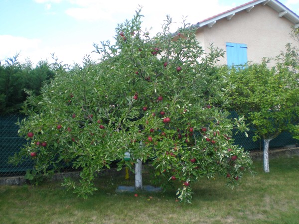 badigeon pour fruitier